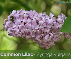 a cluster of purple flowers with green leaves in the background