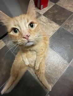 an orange cat sitting on top of a tiled floor