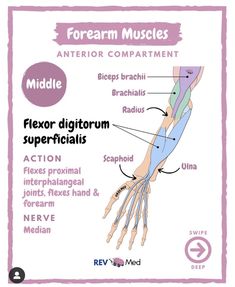 the muscles and their functions are labeled in this diagram, which shows how each part of the