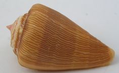 a piece of wood that has been carved into the shape of a cone, on a white surface