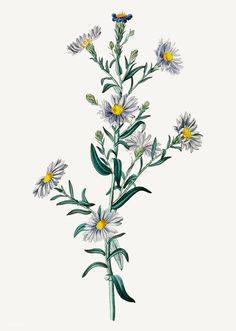 a drawing of some white and yellow flowers