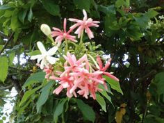 pink and white flowers are blooming on the tree