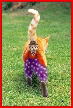 a cat in a sweater walking on the grass with it's tail sticking out