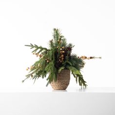 a potted plant sitting on top of a white table next to some pine cones