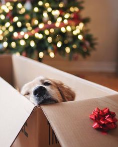 a dog that is laying down in a box with a christmas tree in the background