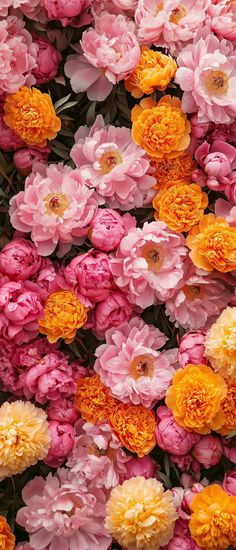 many pink and yellow flowers are together