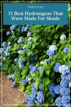 blue hydrangeas with the words 11 best hydrangeas that were made for shade