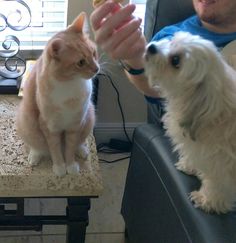 a cat sitting on a table next to a dog and holding something in it's mouth