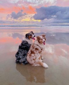 two dogs are sitting on the beach at sunset