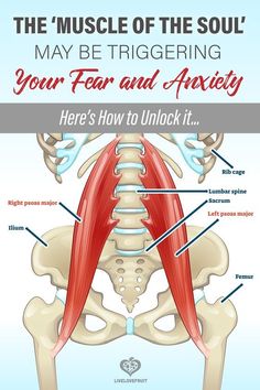 Psoas Muscle Pain, Nervus Vagus, Trening Sztuk Walki, Lower Back Pain Exercises, Psoas Muscle, Frosé, Muscle Pain Relief, Sciatic Nerve Pain, Sciatic Nerve