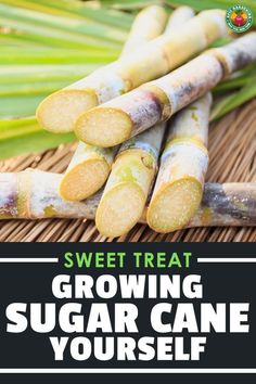 a bunch of sugar canes sitting on top of a wicker mat with the words sweet treat growing sugar cane yourself