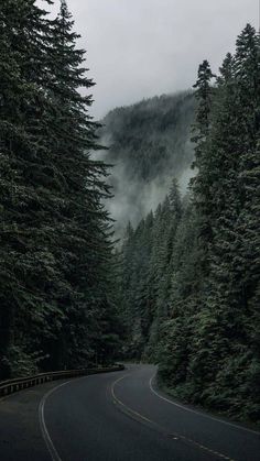 an empty road surrounded by tall trees on a foggy day in the mountains above