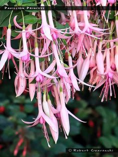 pink flowers hanging from the branches of a tree