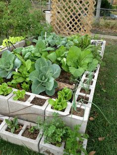 an assortment of plants growing in concrete blocks