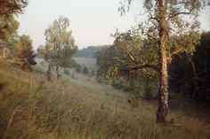 a field with trees and grass in the foreground, surrounded by tall grass on both sides