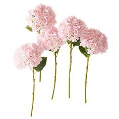 three pink flowers with green leaves on white background