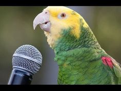 a green and yellow parrot with its mouth open while holding a microphone in front of it