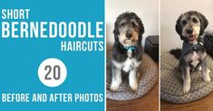 two dogs sitting on their beds with the words short berneddoodle haircuts before and after photos