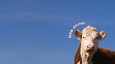 a brown and white cow standing on top of a lush green field under a blue sky