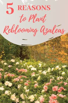 flowers with the words 5 reasons to plant reblowing galaas in front of them