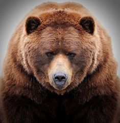 a large brown bear sitting on top of a rock