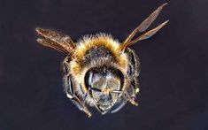 a close up view of a bee's head