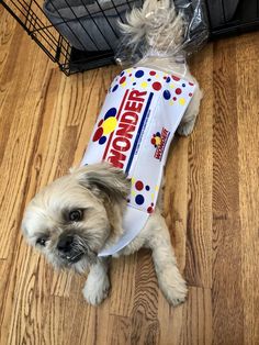 a small dog wearing a t - shirt with the word wonder written on it