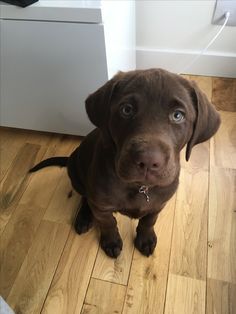 a brown dog sitting on top of a hard wood floor next to a white cabinet