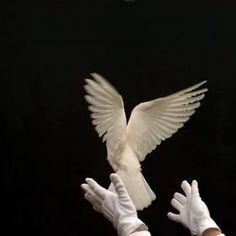 two hands in white gloves releasing a white bird into the air with its wings spread