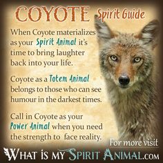 an animal with the words coyote spirit guide on it's front and back side