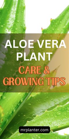 Essentials of growing and caring for an Aloe Vera Plant. Care For Aloe Vera Plant, Care For Snake Plant, Aloe Vera Plant Care, Snake Plant Varieties