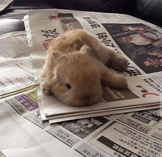 a small rabbit is sitting on newspapers