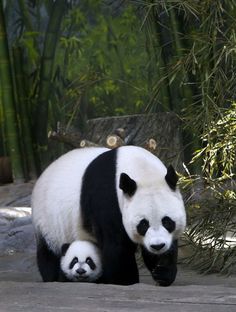 two pandas are walking around in their zoo enclosure at the zoo, one is holding its baby's belly