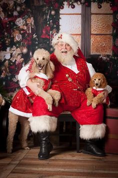 santa claus sitting on a chair with two poodles in his lap and one dog standing next to him