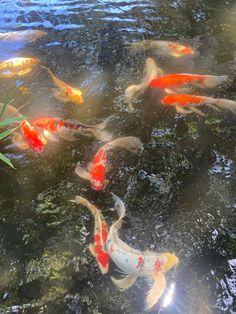 a group of fish swimming in a pond