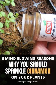 a hand holding a jar filled with seeds and text that reads 6 mind blowing reason why you should sprinkle cinnamon on your plants