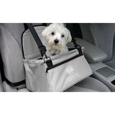 a small white dog sitting in the back seat of a car