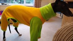 a black dog wearing a yellow and green outfit standing on top of a carpeted floor