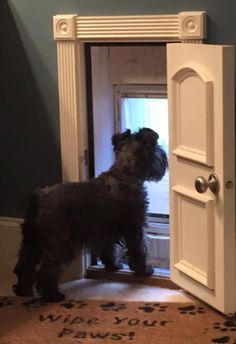 a small black dog standing in front of an open door