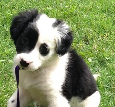 a small black and white dog sitting on top of a lush green field