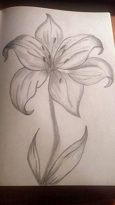 a pencil drawing of a flower on paper