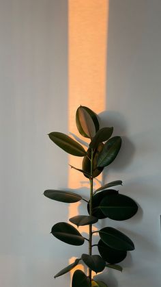 a potted plant in front of a white wall with long shadows on the wall