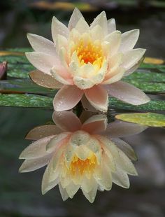 a water lily in the middle of a pond