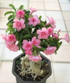 a small potted plant with pink flowers in it on a tile flooring area