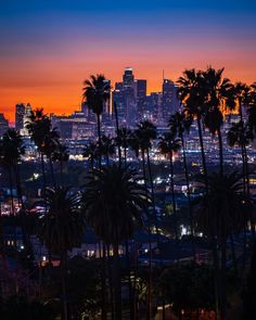 palm trees and the city skyline at sunset