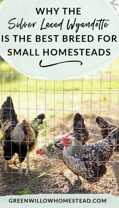 three chickens in a cage with the words, why the silver laced dynamiteite is the best breed for small homes