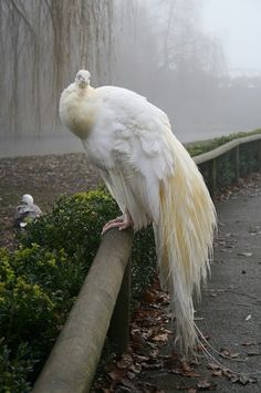 a large white bird standing on top of a wooden pole