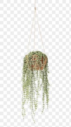 a potted plant hanging from a rope on the ceiling, with green plants in it