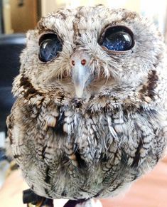 an owl that is looking at the camera