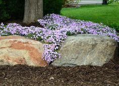 purple flowers growing out of the ground next to a large rock in front of a house